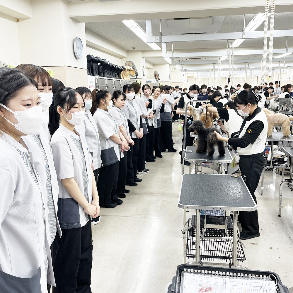先輩のトリミングを見学☆